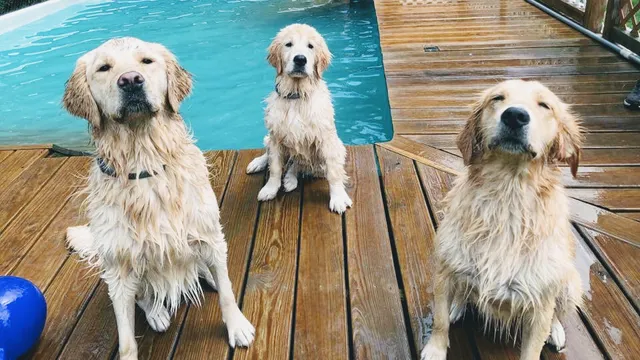 Stand By Me Dog Daycare