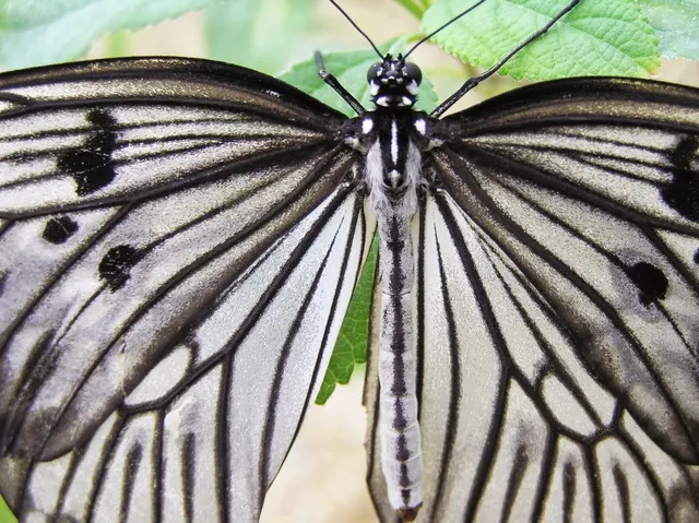 Wye Valley Butterfly Zoo