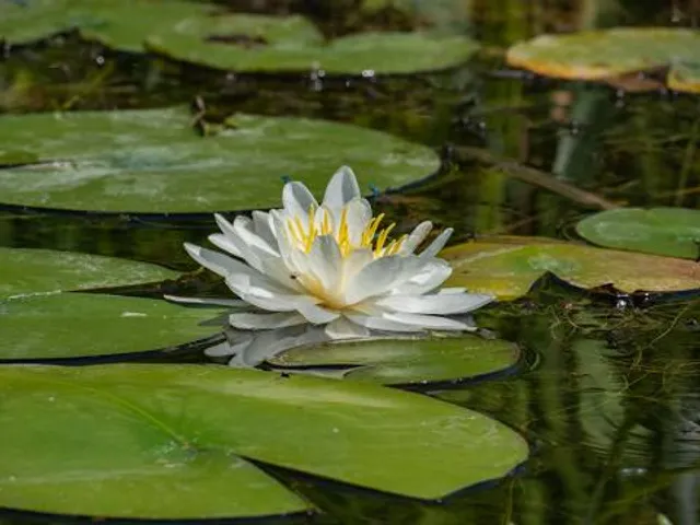 Trine State Recreation Area