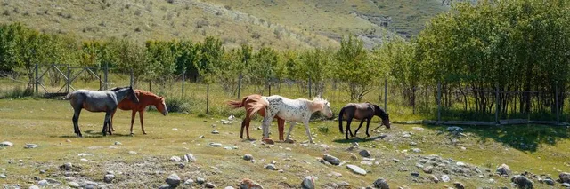 Reeducation Center Howler Monkey