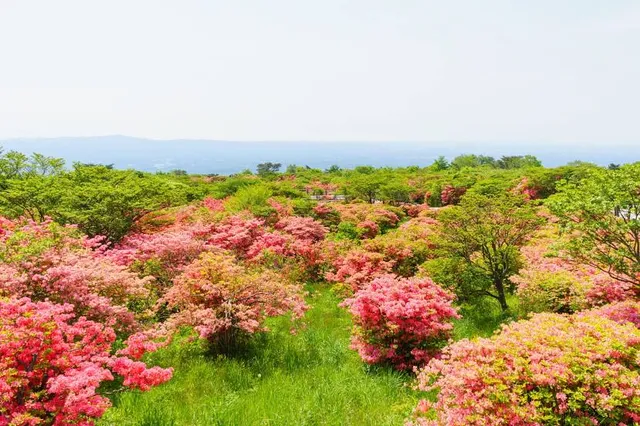 Yahata Azaleas Park