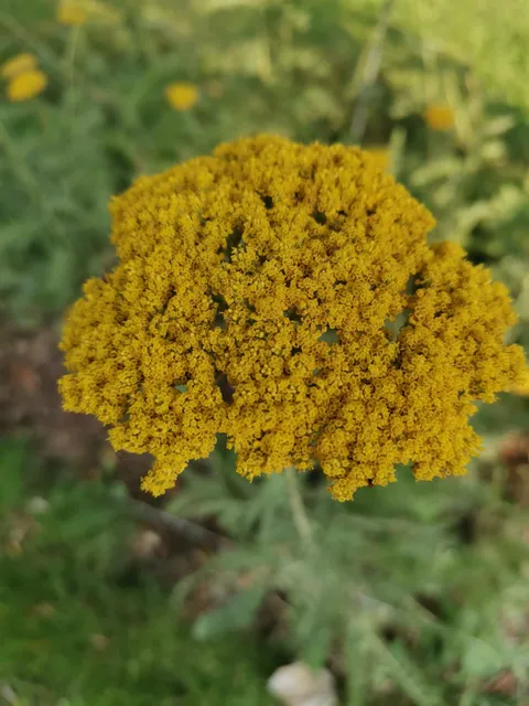 Orto Botanico G. Emilio Ghirardi