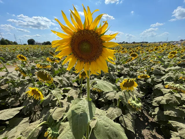 ノギノヒマワリバタケ (Nogi Sunflower Field)