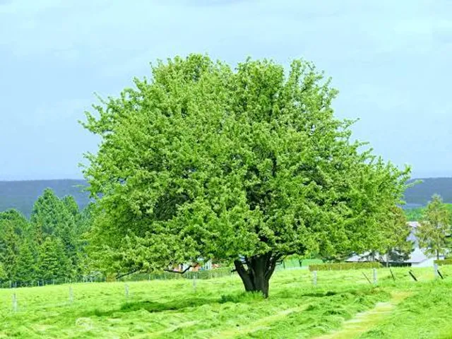 Mezger's Bürgle Park