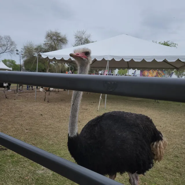 Ostrich Festival