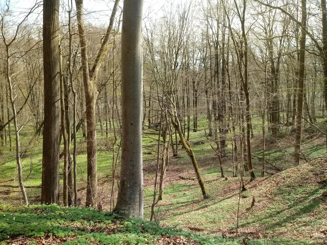 Reserve Forest Lake Mądrzechowskim