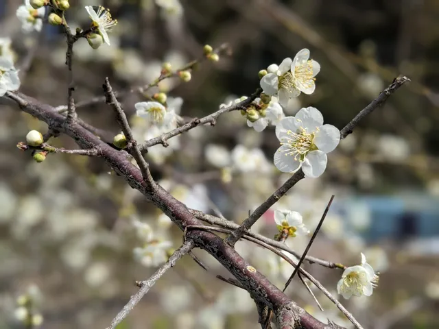 photo-2