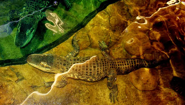 The Reptile Zoo