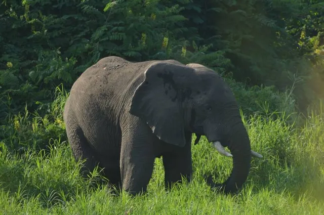 South West Ethiopia Peoples