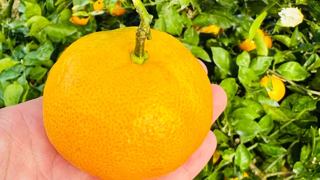 観光農園 南楽園