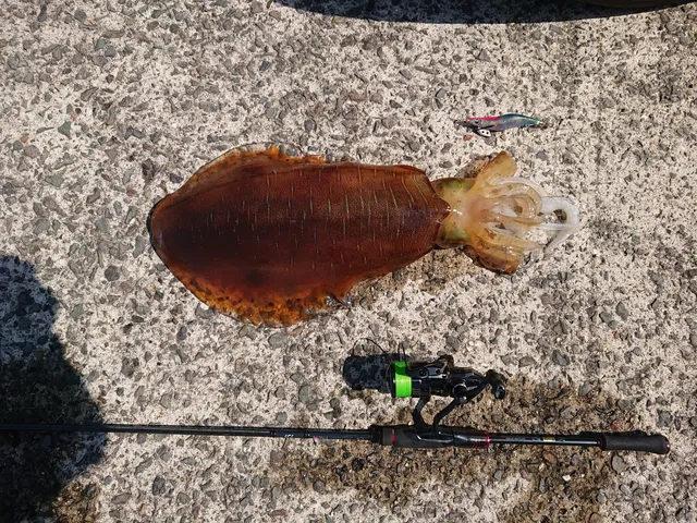 Ogui Fishing Port Breakwater