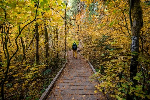 Grove of the Patriarchs Trail