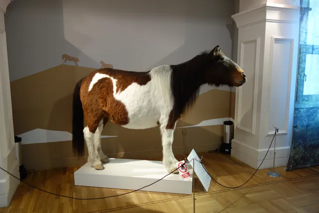 Muzeyno-Vystavochnyy Kompleks I.s. Shemanovskogo