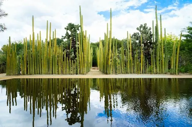 Guyiaqui Ethnobiological Garden of Baja California Sur