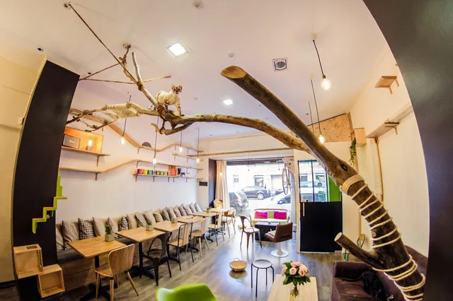 La Ronronnerie (+10 ans)