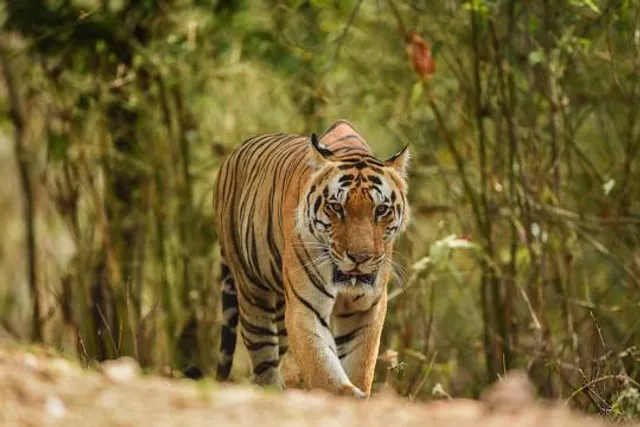 Kanha Tiger Reserve