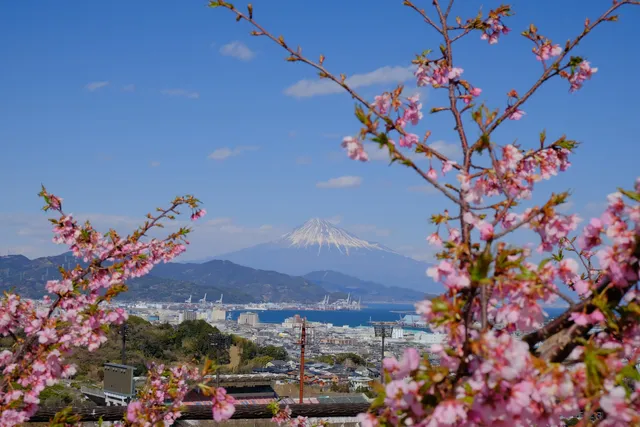 Nihondaira Sakura Park