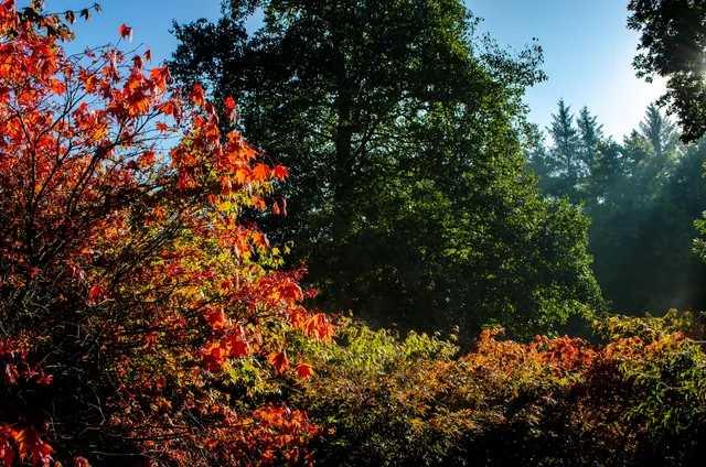 The Yorkshire Arboretum