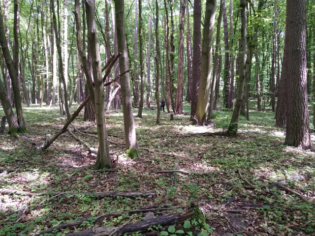 Rezerwat przyrody Głęboka Dolina