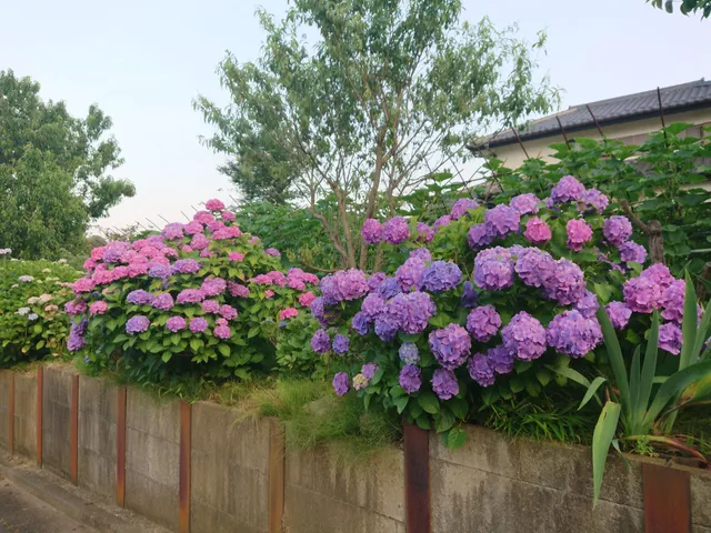 photo-1