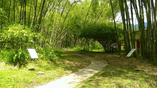 Centro Nacional Para El Estudio Del Bambú Guadua