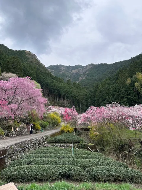 The peach blossom in Kuki district.