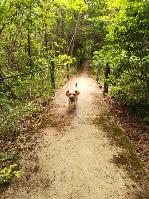 Higashiyama Forest - Satoyama House