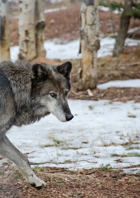 Endangered Wolf Center