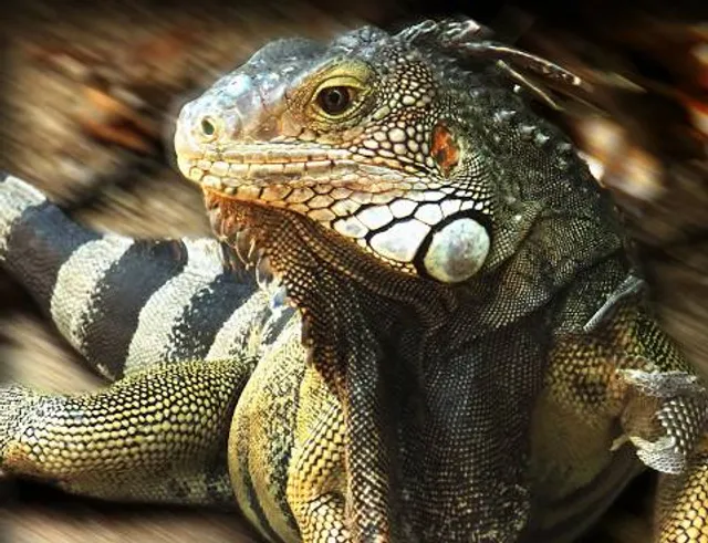 Arubiana | ATV, Buggy & Fun Toys rental Aruba