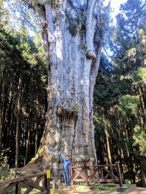 Giant Tree Cluster Trail