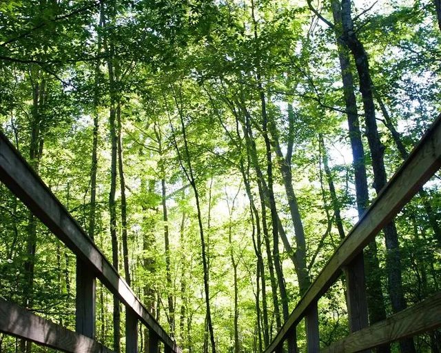 Treescape Aerial Adventure Park