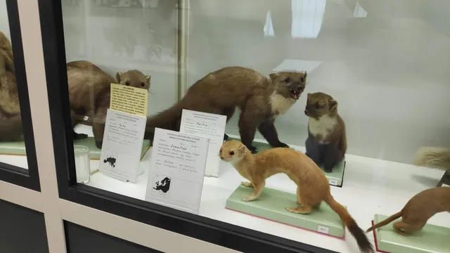 Museo di Storia Naturale di Chies d'Alpago