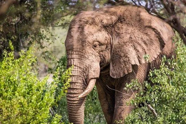 Dinosaur Park (Kyoryu Hiroba)