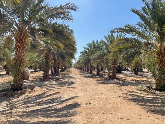 התמרים של שושני