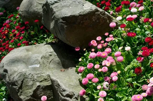 Social La Quinta Garden