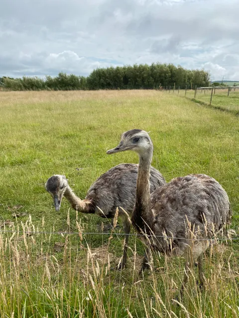 Vurlands Animal Farm