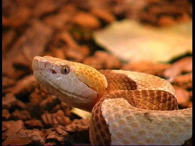 Reptiland Galleria di Scienze Naturali e Centro Erpetologico