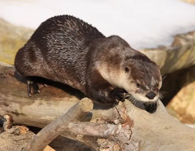 North Whitehall Township