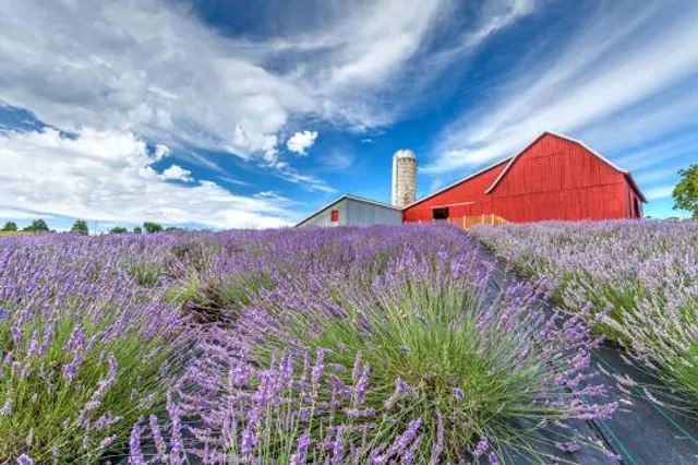 Lavender Hill Farm
