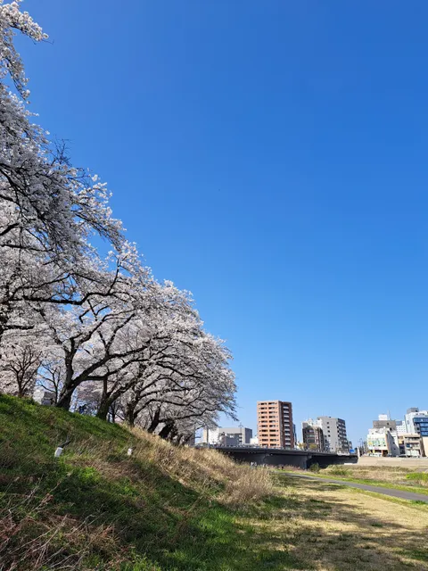 Asuwa River Cherry Blossom Row