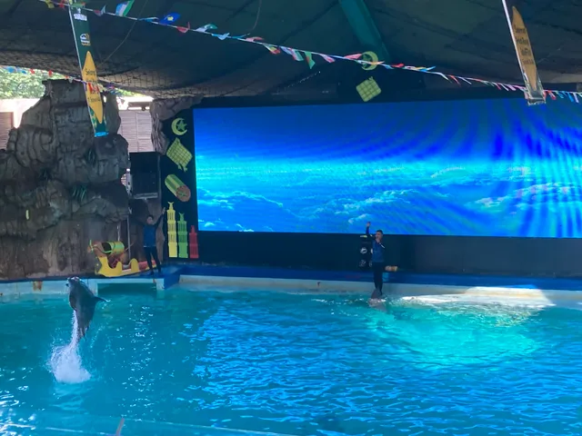 Dolphin show
