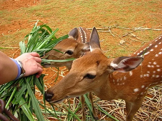 Sika Deer Ecological Park