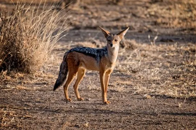 Kafta Sheraro National Park