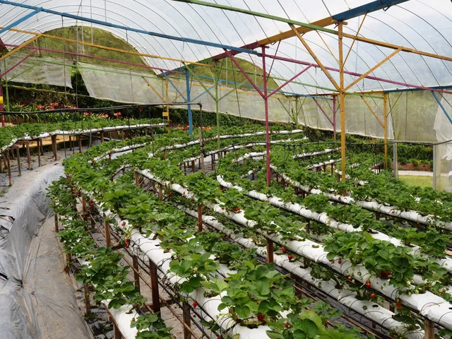 Highlands Apiary Farm, Bee Farm, Strawberry Farm