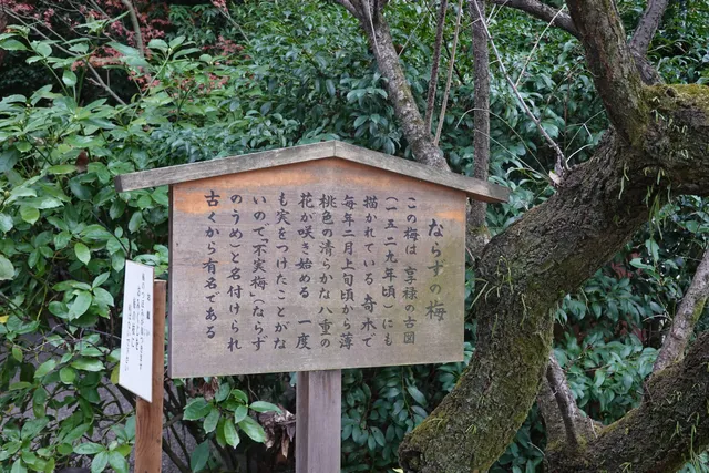 Narazu-no-Ume Plum Tree