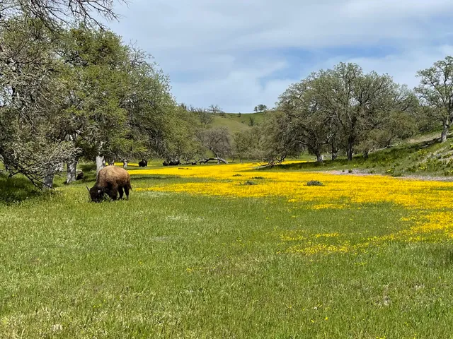 Carrizo Plain National Monument