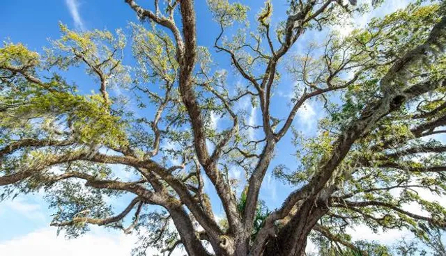 The Old Senator Tree