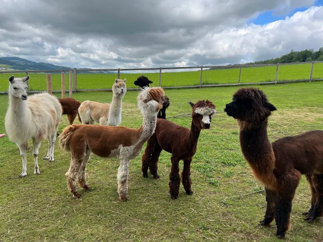 Alpaka Lodge Bärenstein