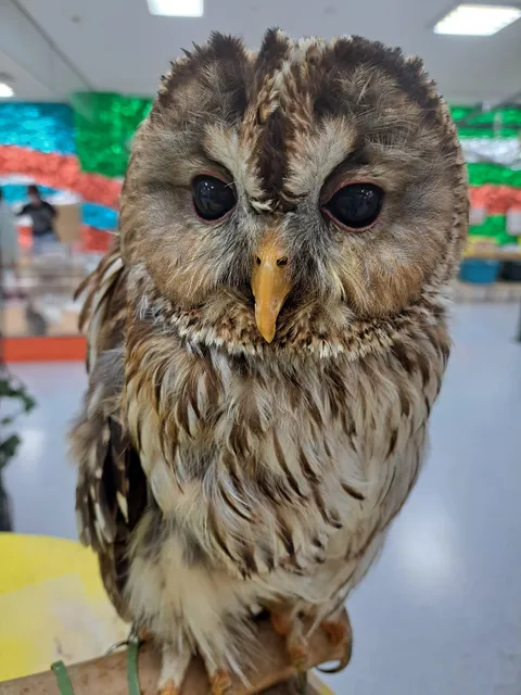 Creature Explorers (petting zoo)