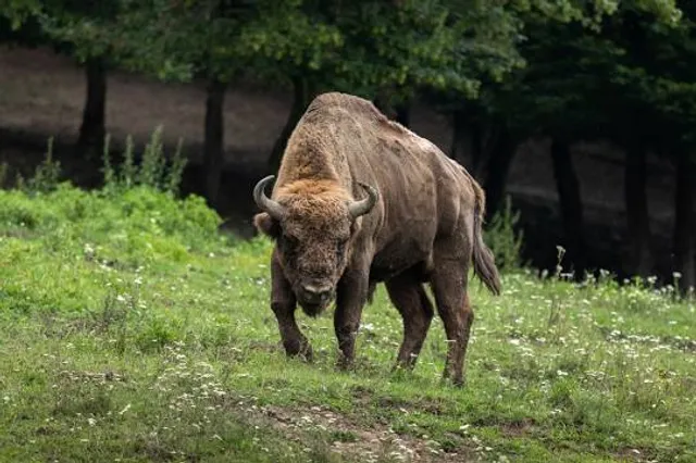 Bison Nature Reserve